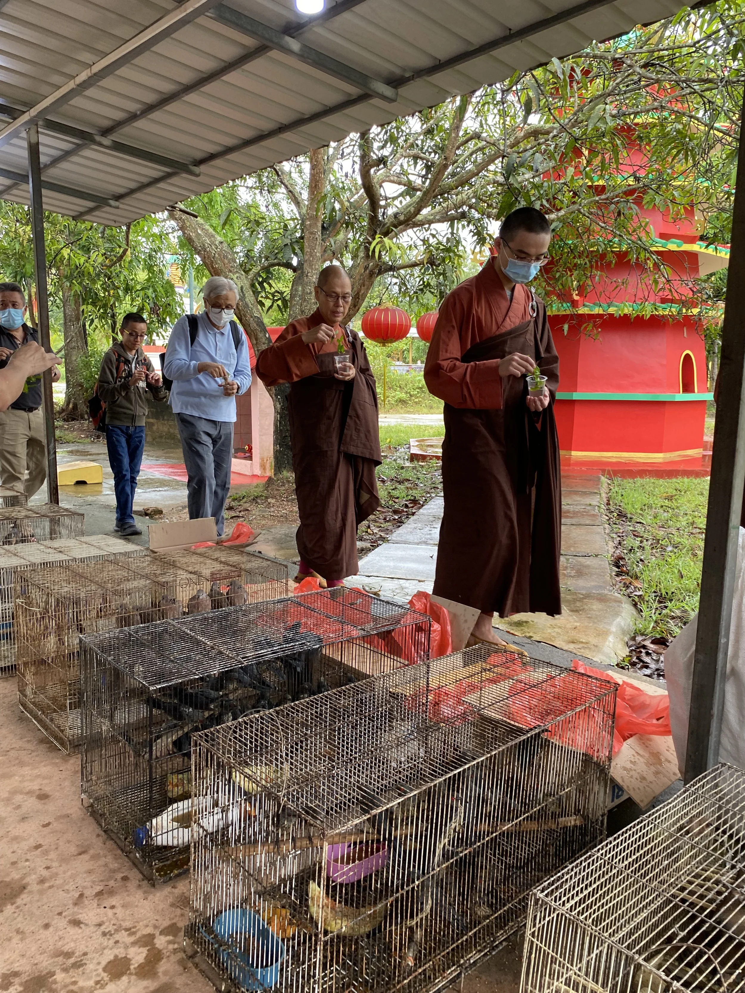 Animal Liberation for World Peace