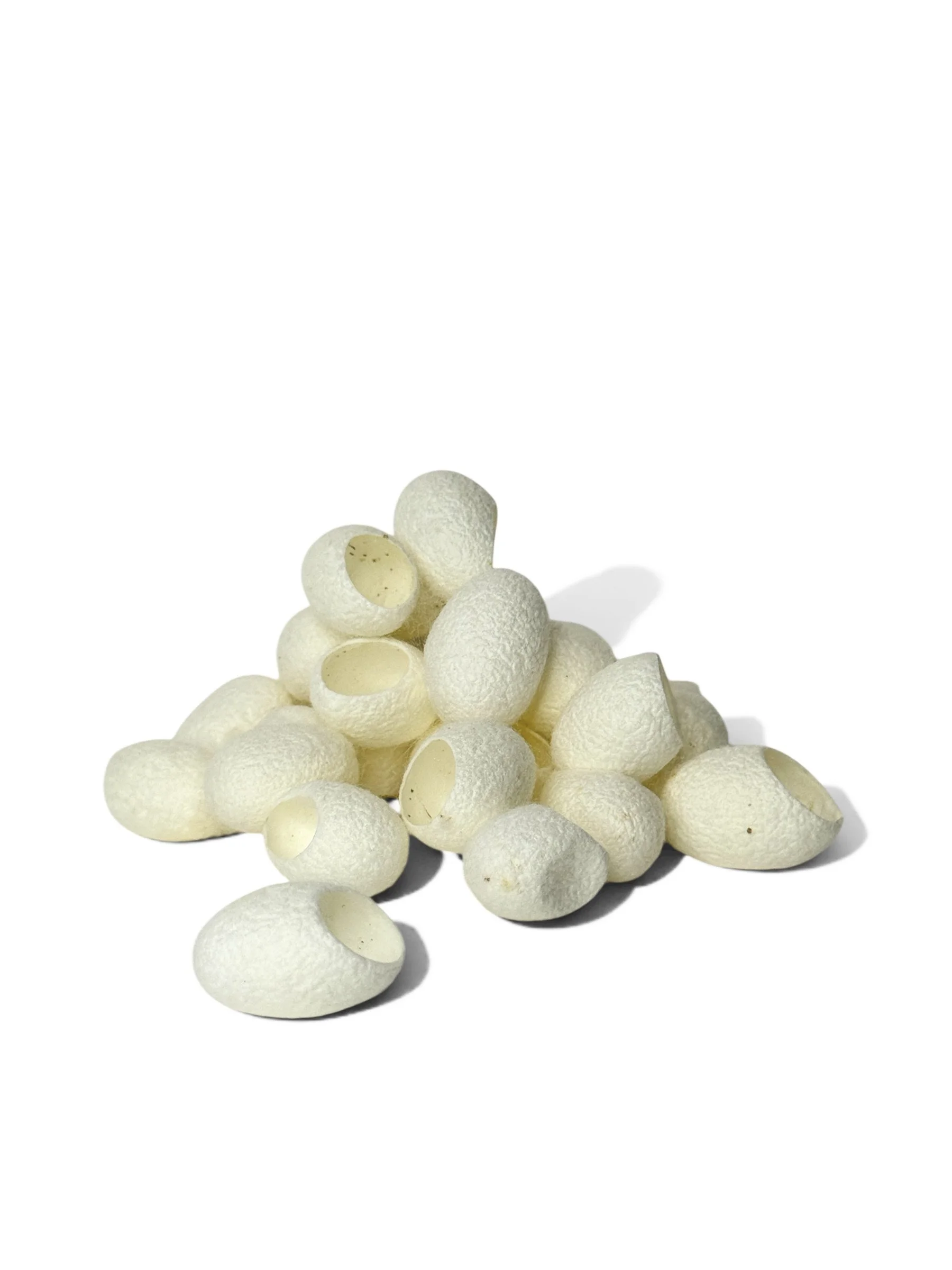 Mulberry Silk Cocoons