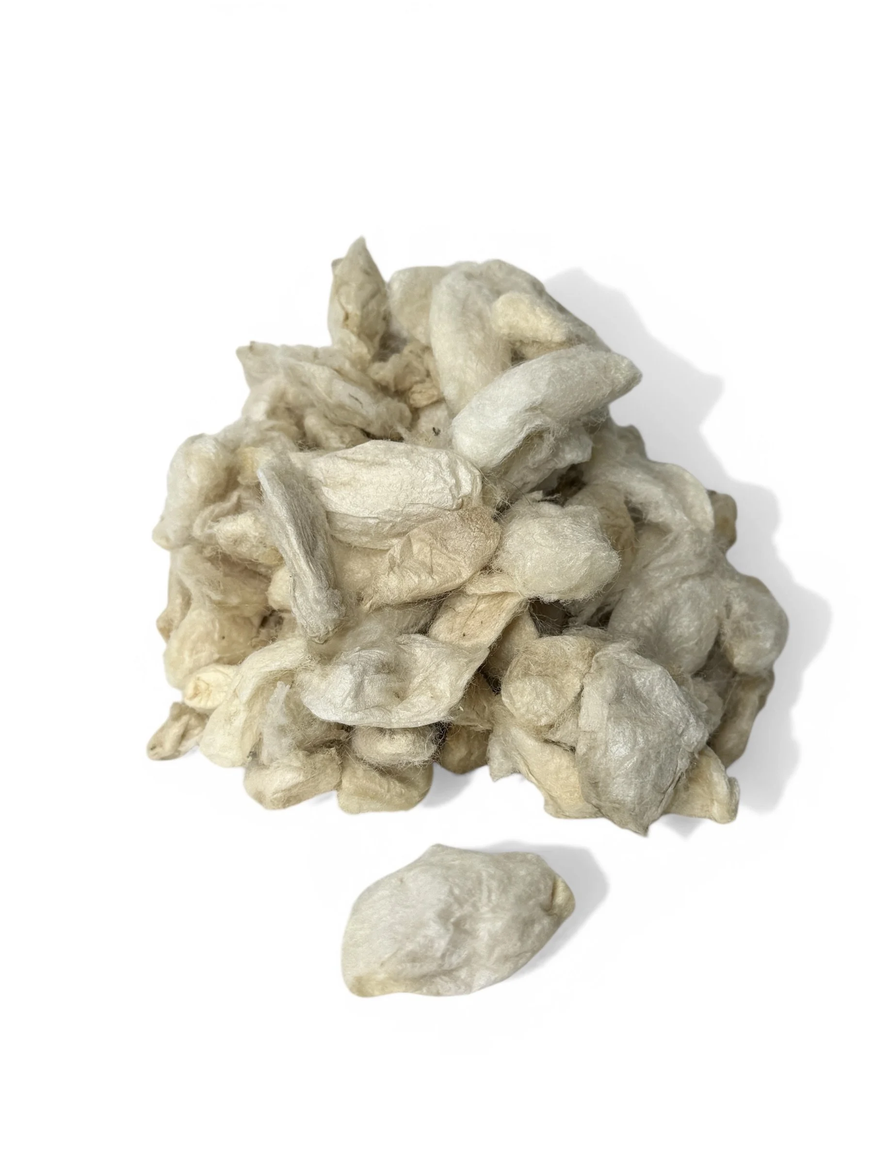 White Eri Cocoons