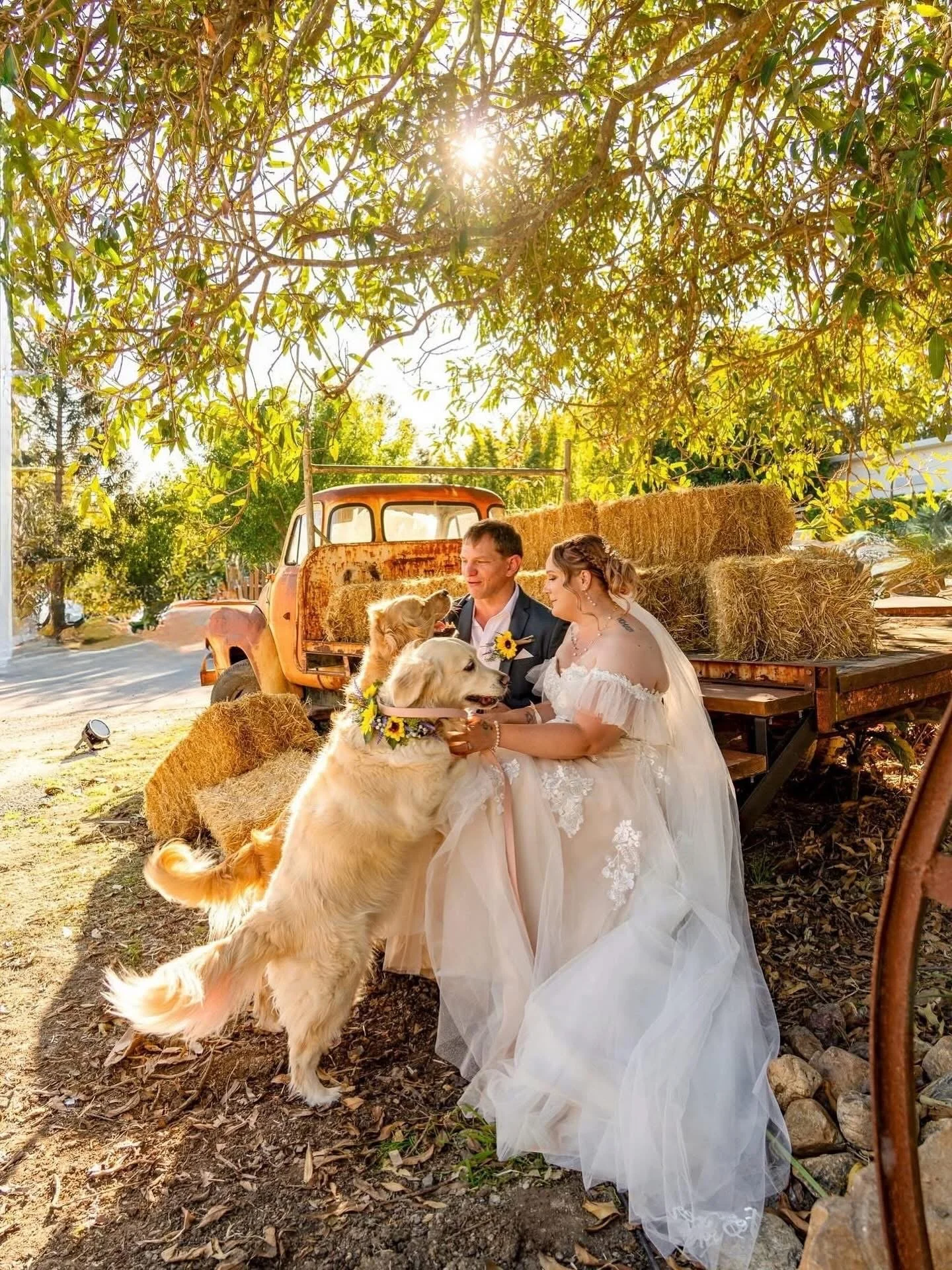 A wedding scene outdoors with a bride and groom sitting on a wooden cart surrounded by dogs and hay bales, under a large tree with sunlight shining through.
