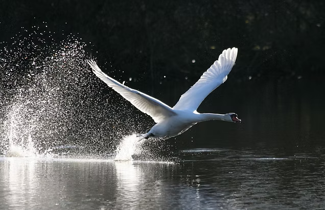 A white swan taking off from a calm body of water during daytime.