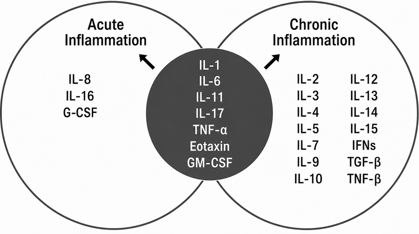 Why Inflammation Does Not Always Show Up on Standard Blood Tests