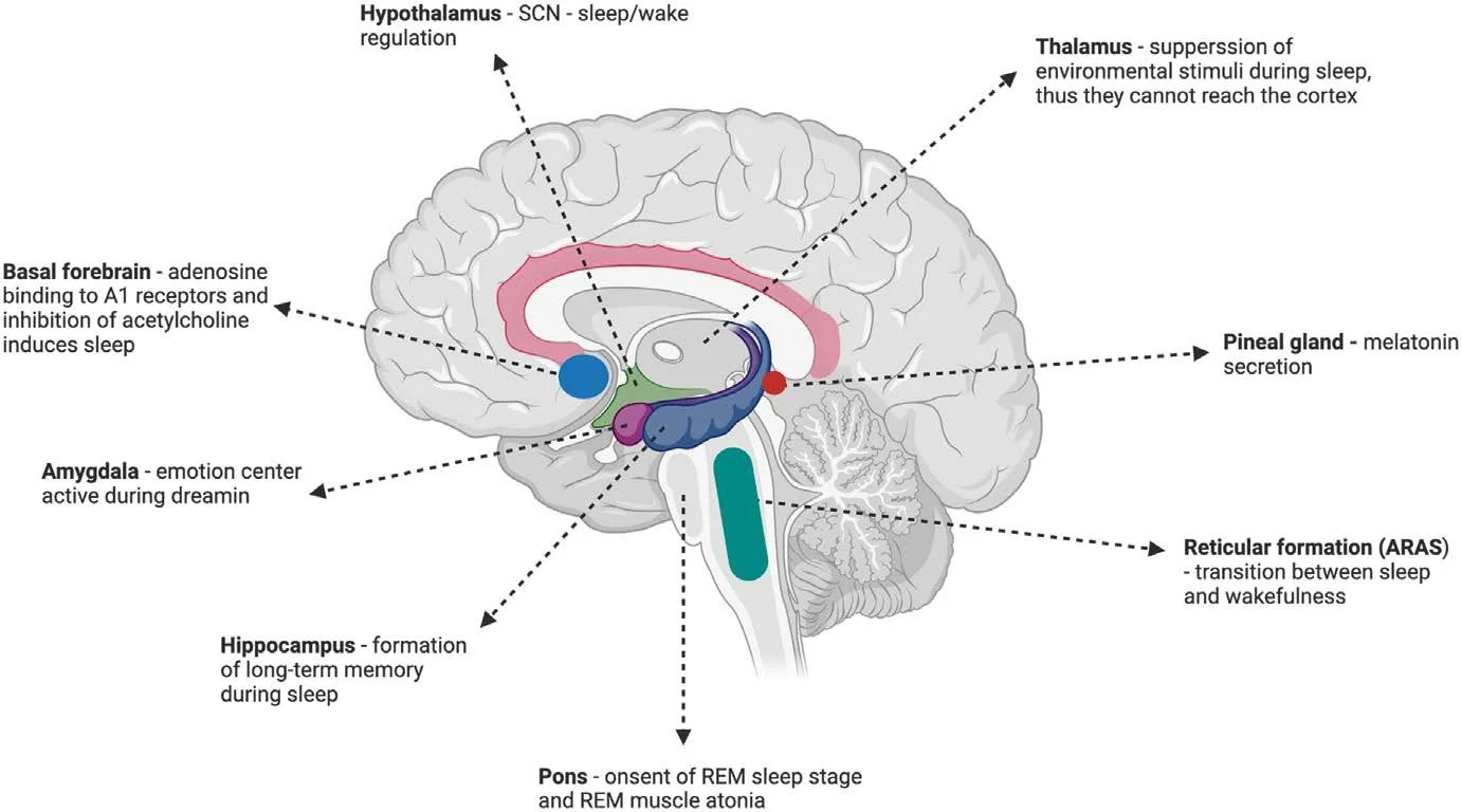 Sleep, Recovery and the Nervous System