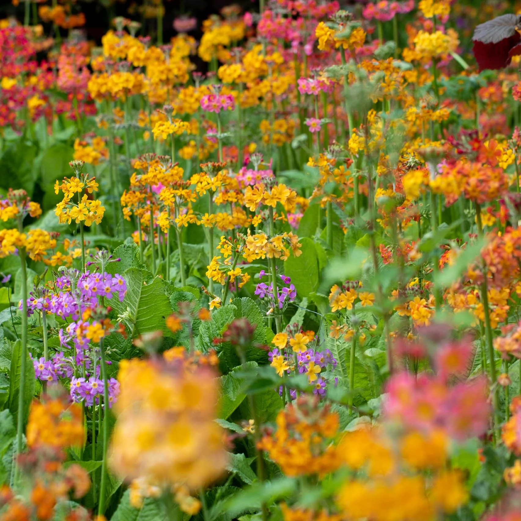 2020-06-13 goldenacreparkmacro1007d 139.jpg