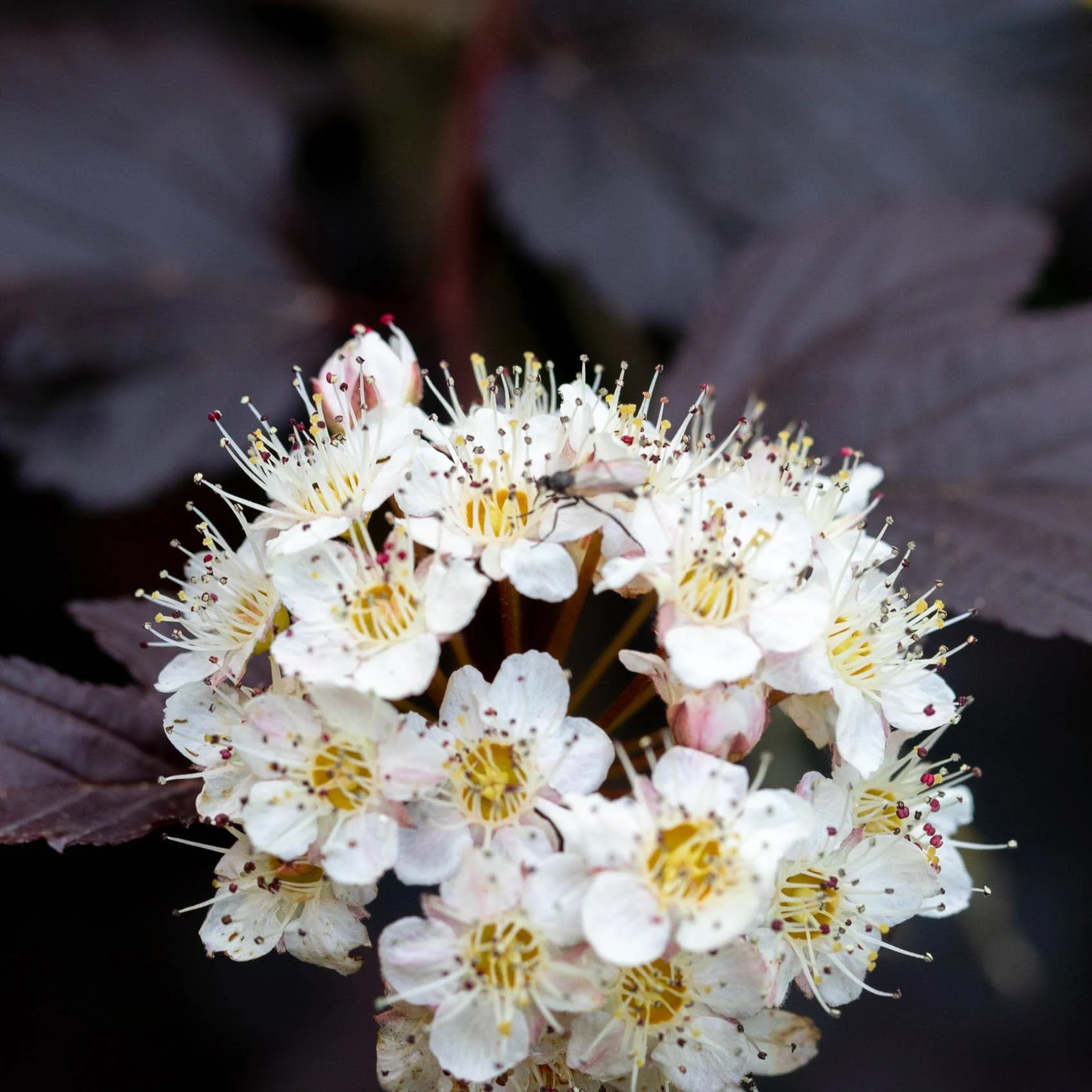 2020-06-13 goldenacreparkmacro1007d 134.jpg