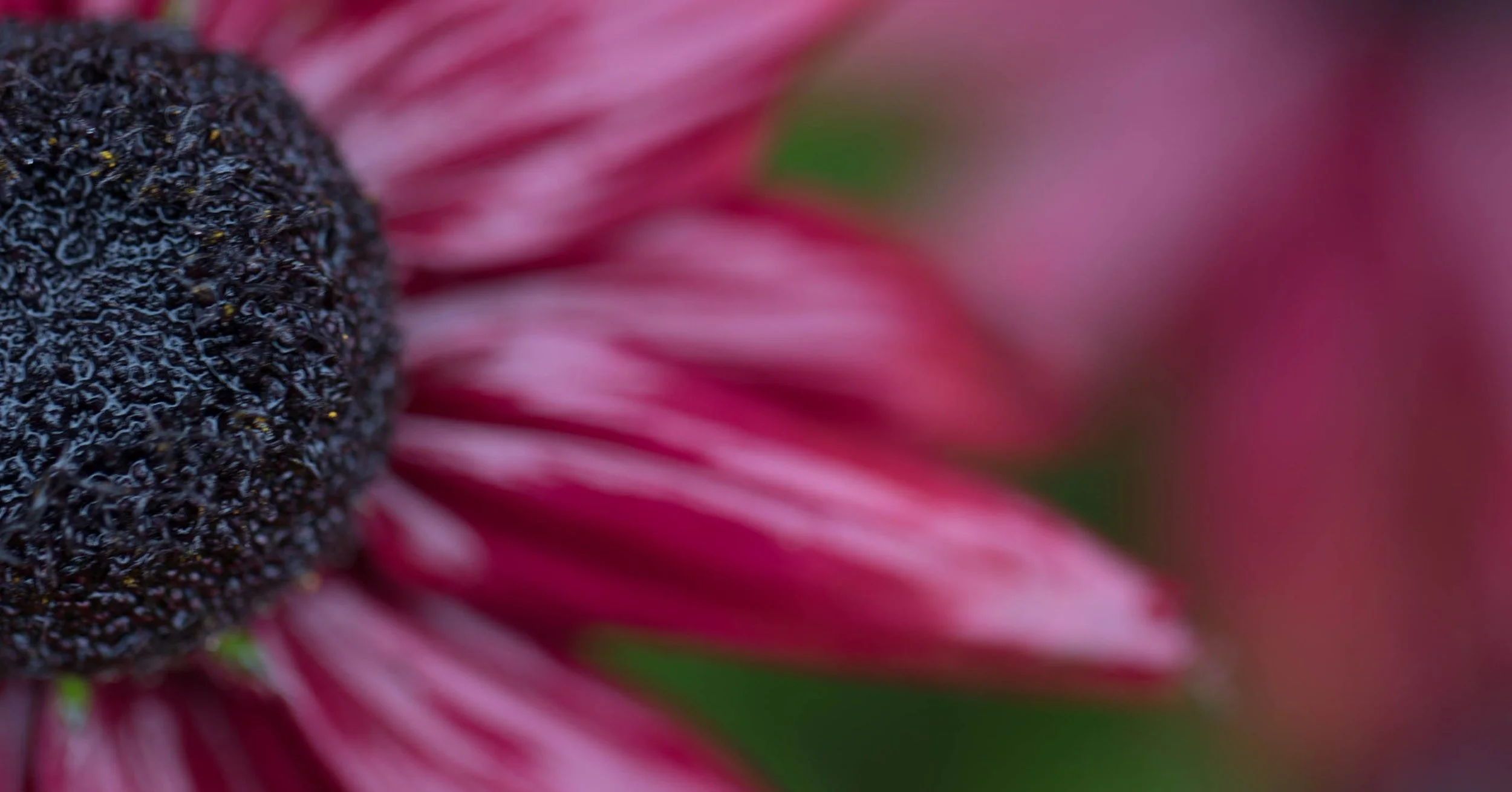 York Gate Gardens 189.jpg