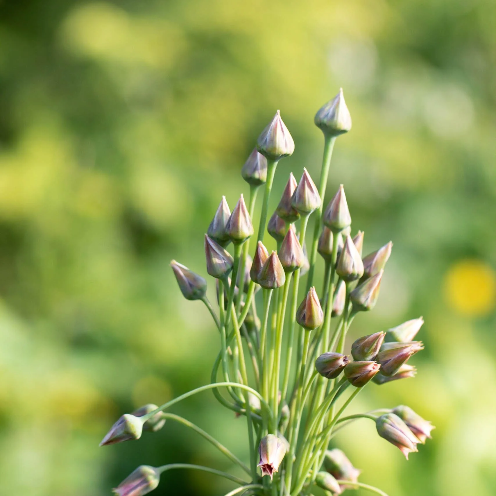 2020-06-13 goldenacreparkmacro1007d 097.jpg