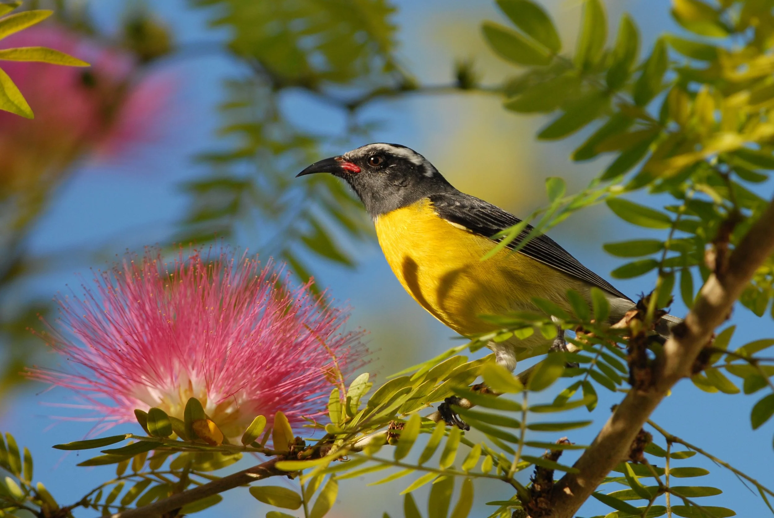 natures marvels - talk by david boag