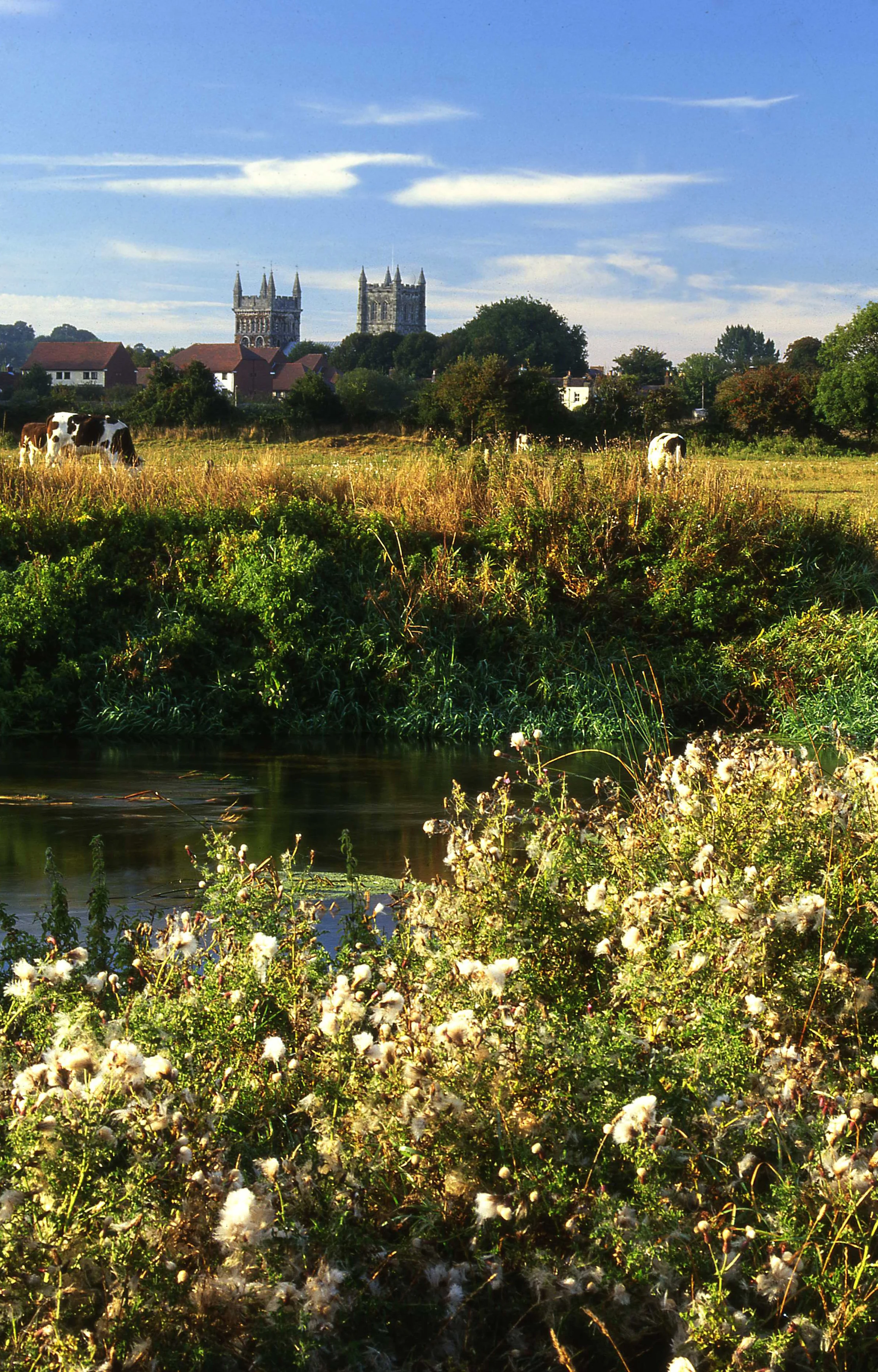 a wimborne town river stour walk
