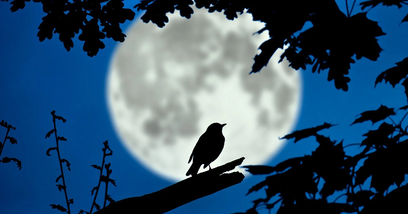 nocturne: in the night garden