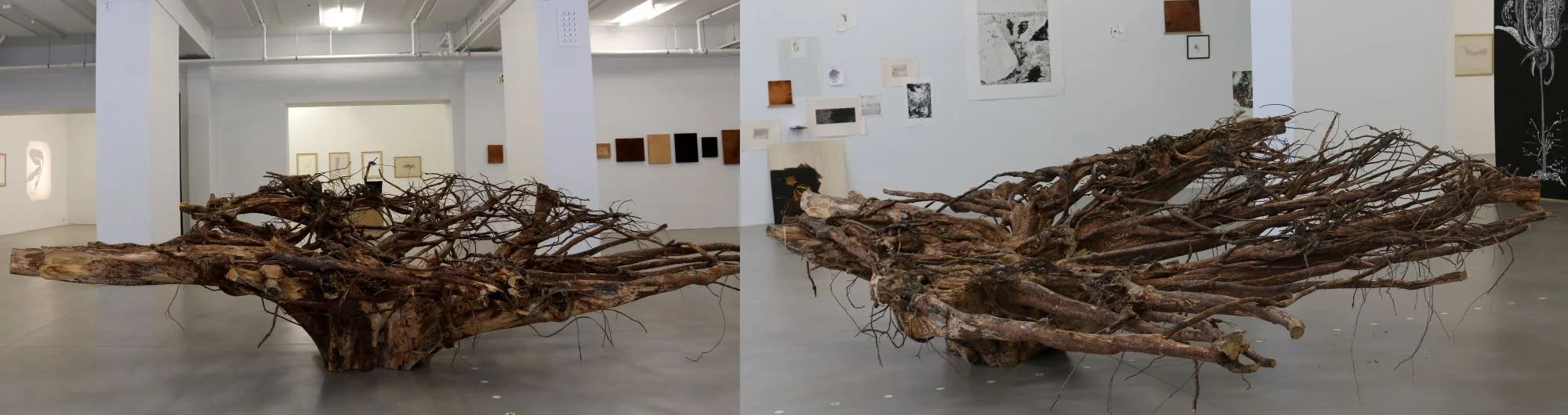 Rotvelt (Maadterahkka).jpg