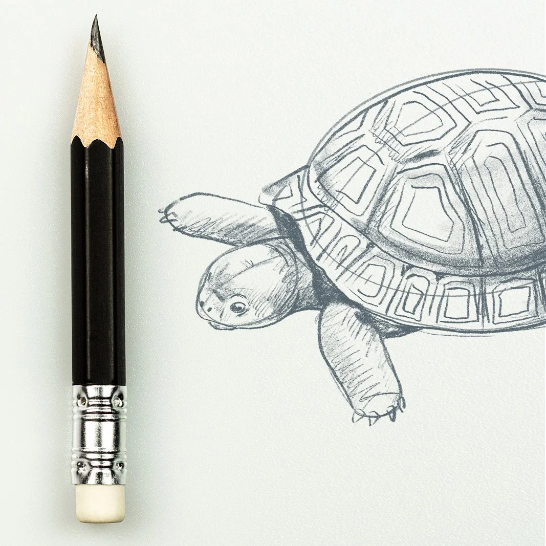 MND_Workshop_Schildkröten_zeichnen4.jpg
