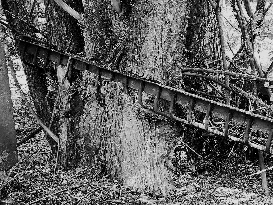 A large, old tree with a trunk at the base, surrounded by smaller branches and twigs, with a rusted metal ladder leaning against it in a wooded area.