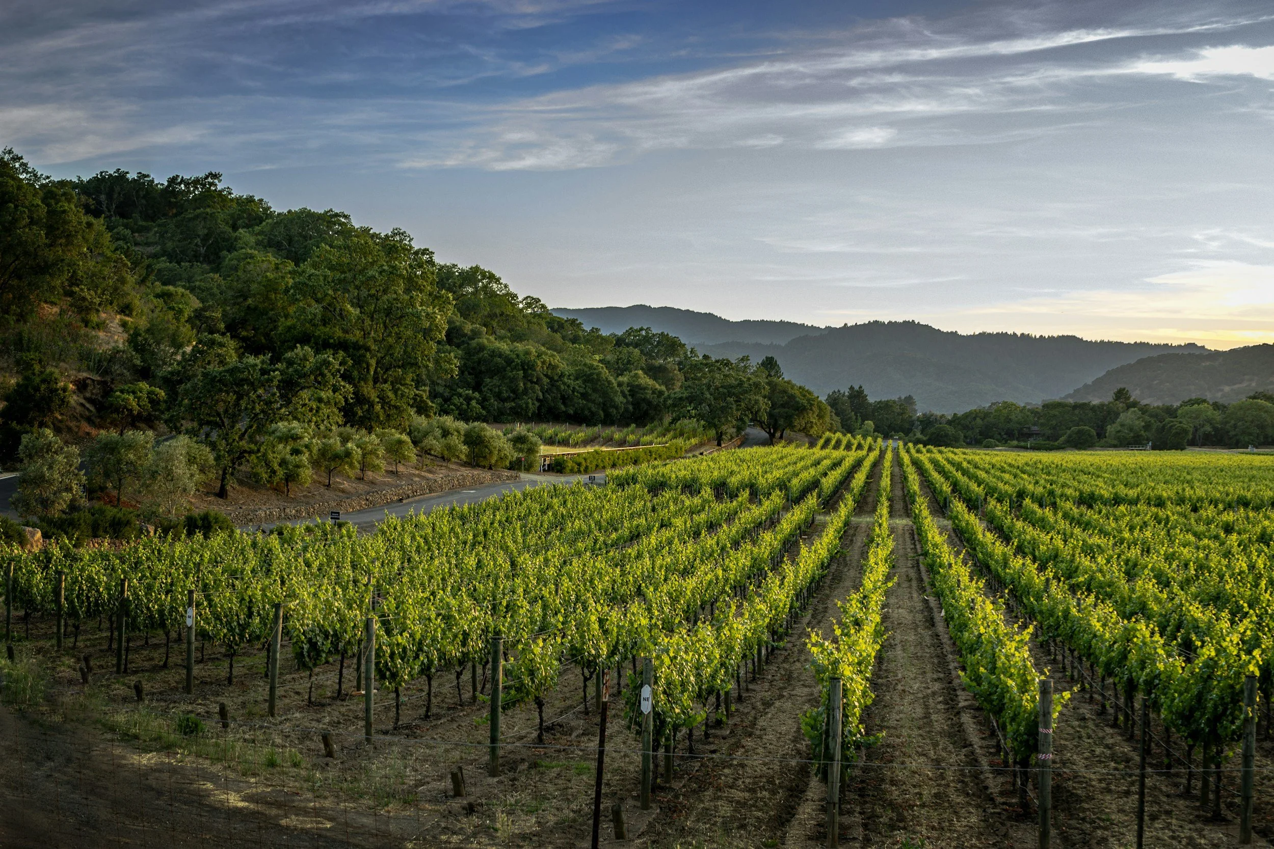 rolling vineyards of wine country
