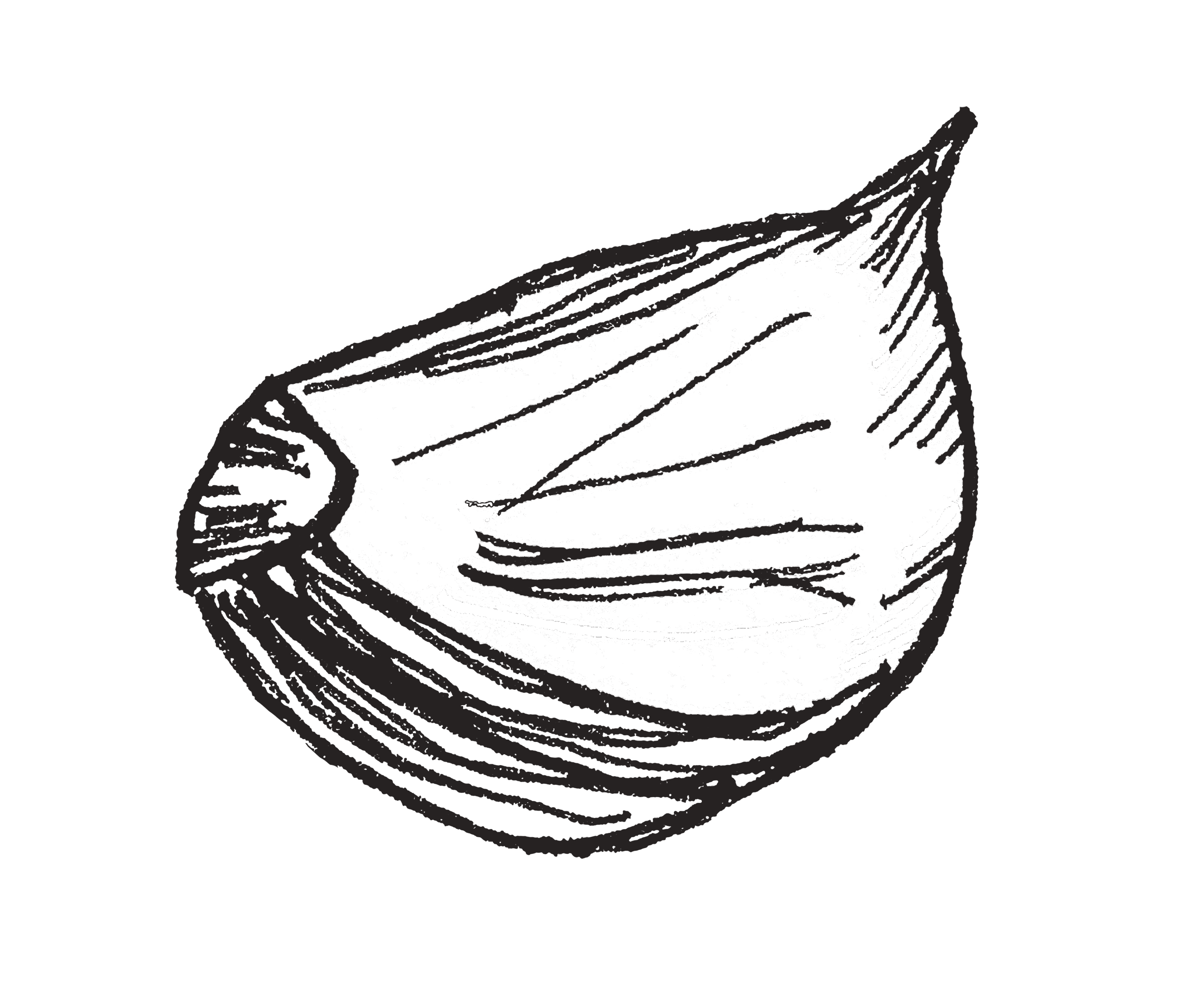Black and white line drawing of garlic clove.