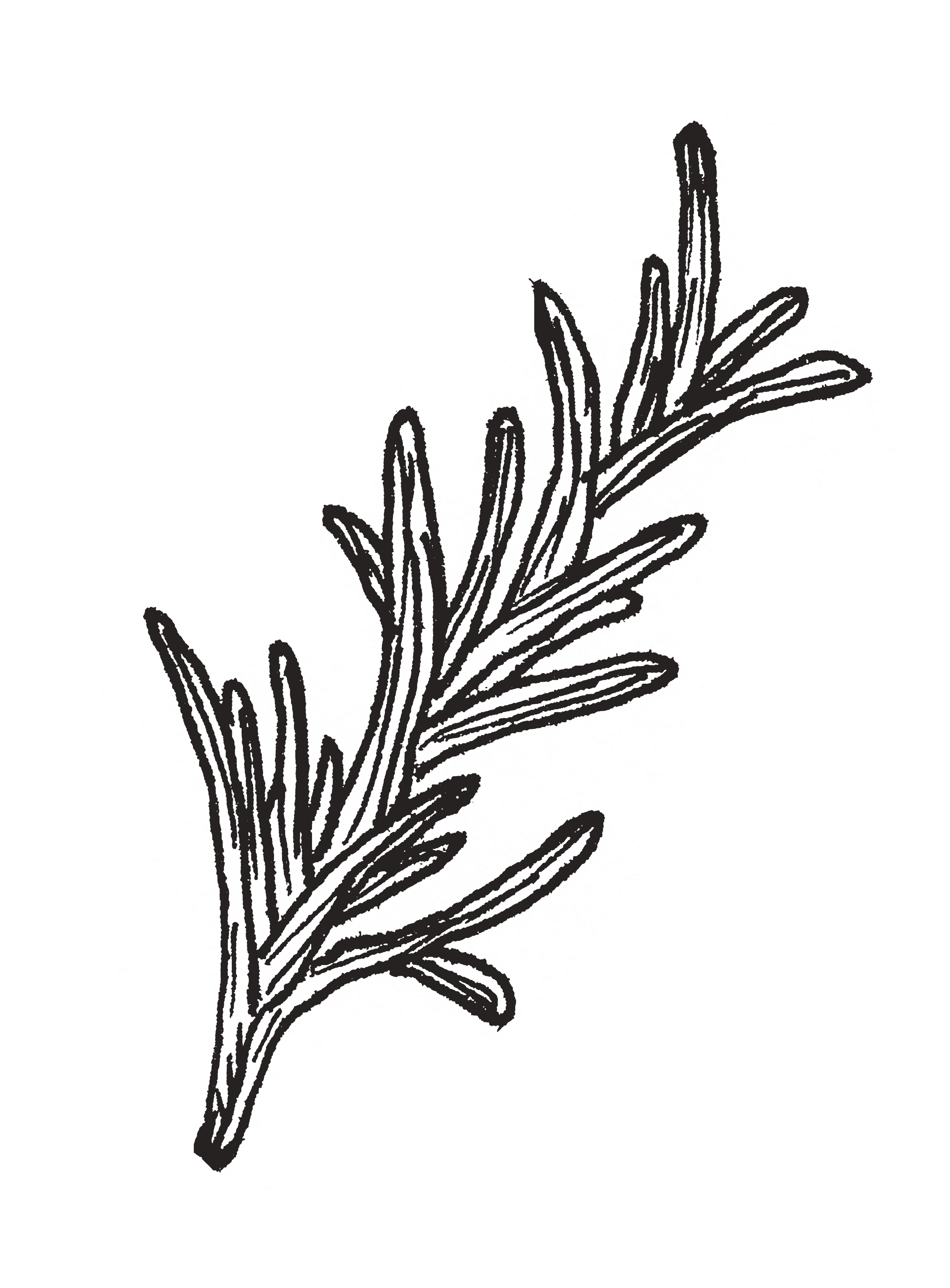 Black and white line drawing of a sprig of rosemary herb.