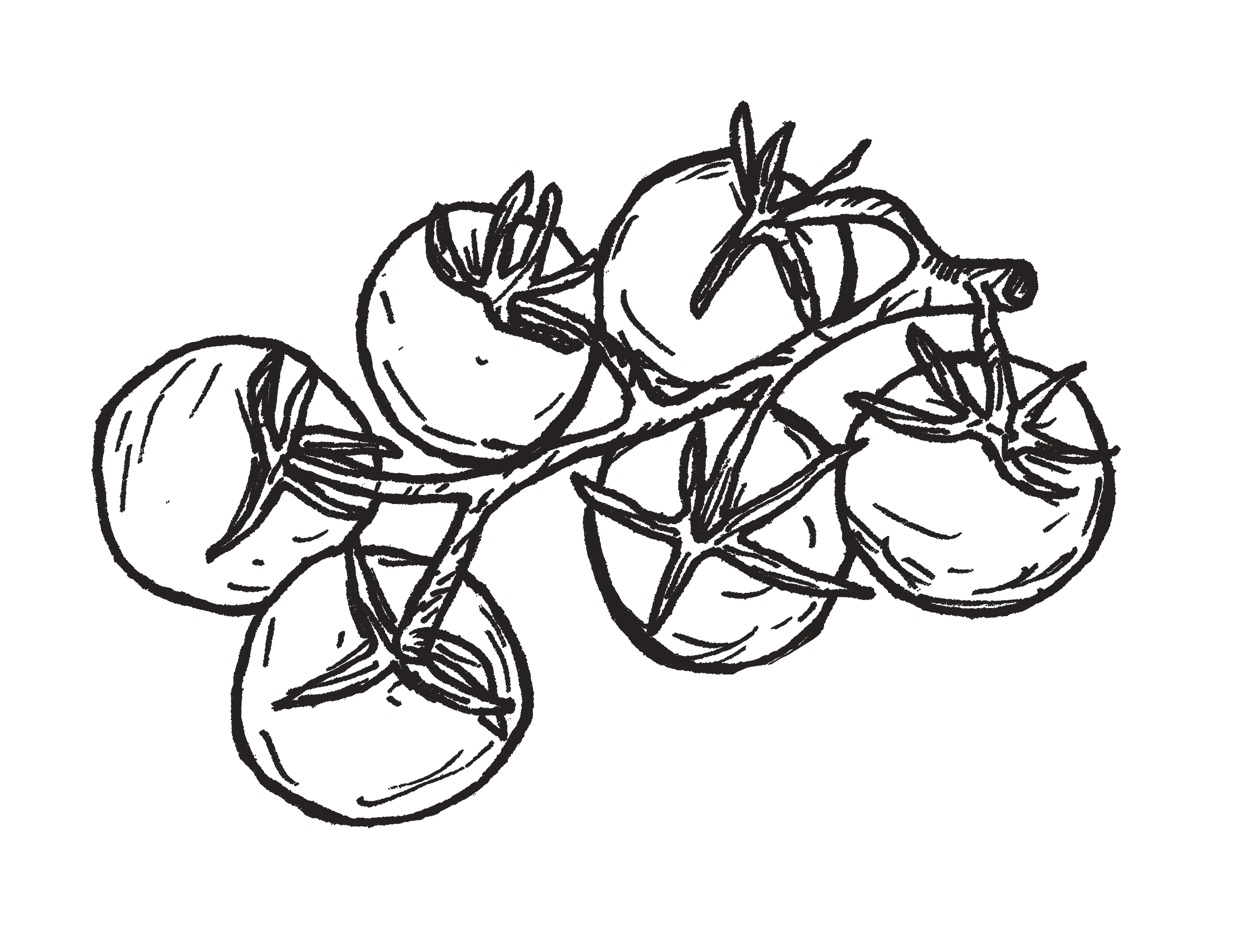 Black and white line drawing of a bunch of cherry tomatoes on a vine.