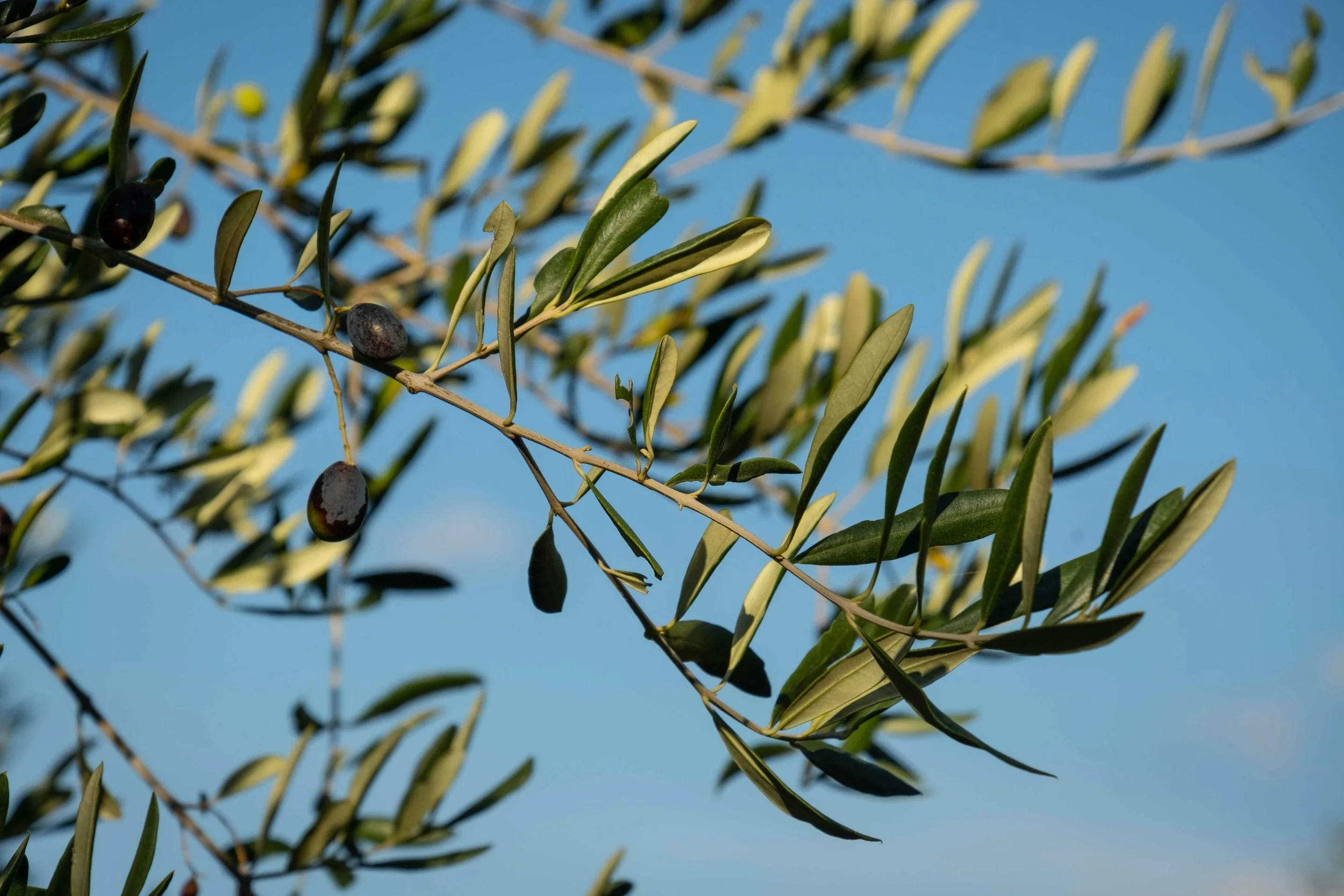 Olive tree branch with black olives against a clear blue sky.