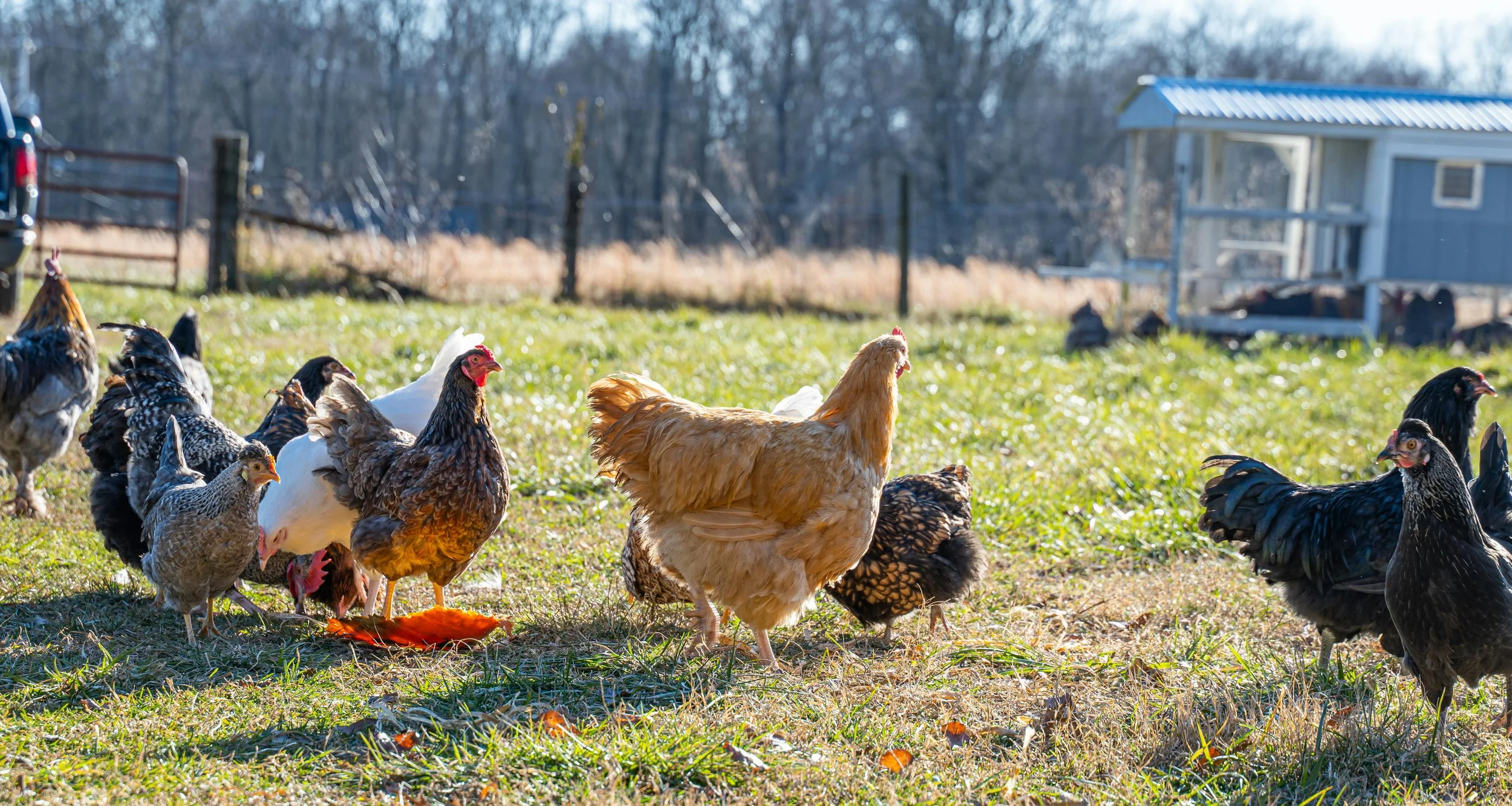 A group of chickens on a grassy farm yard during daytime, with a small shed and trees in the background.