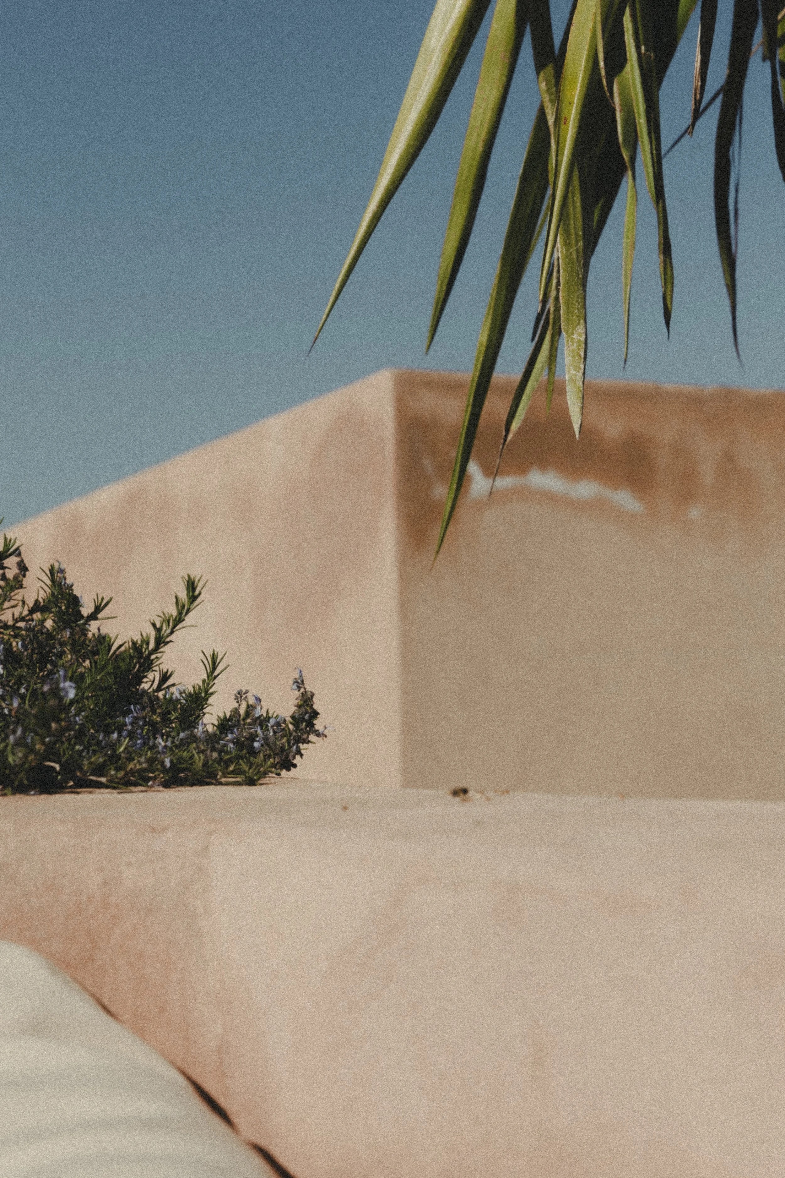 Nahaufnahme einer Pflanze an einer hohen, modernen Wand mit klarem blauen Himmel im Hintergrund.
