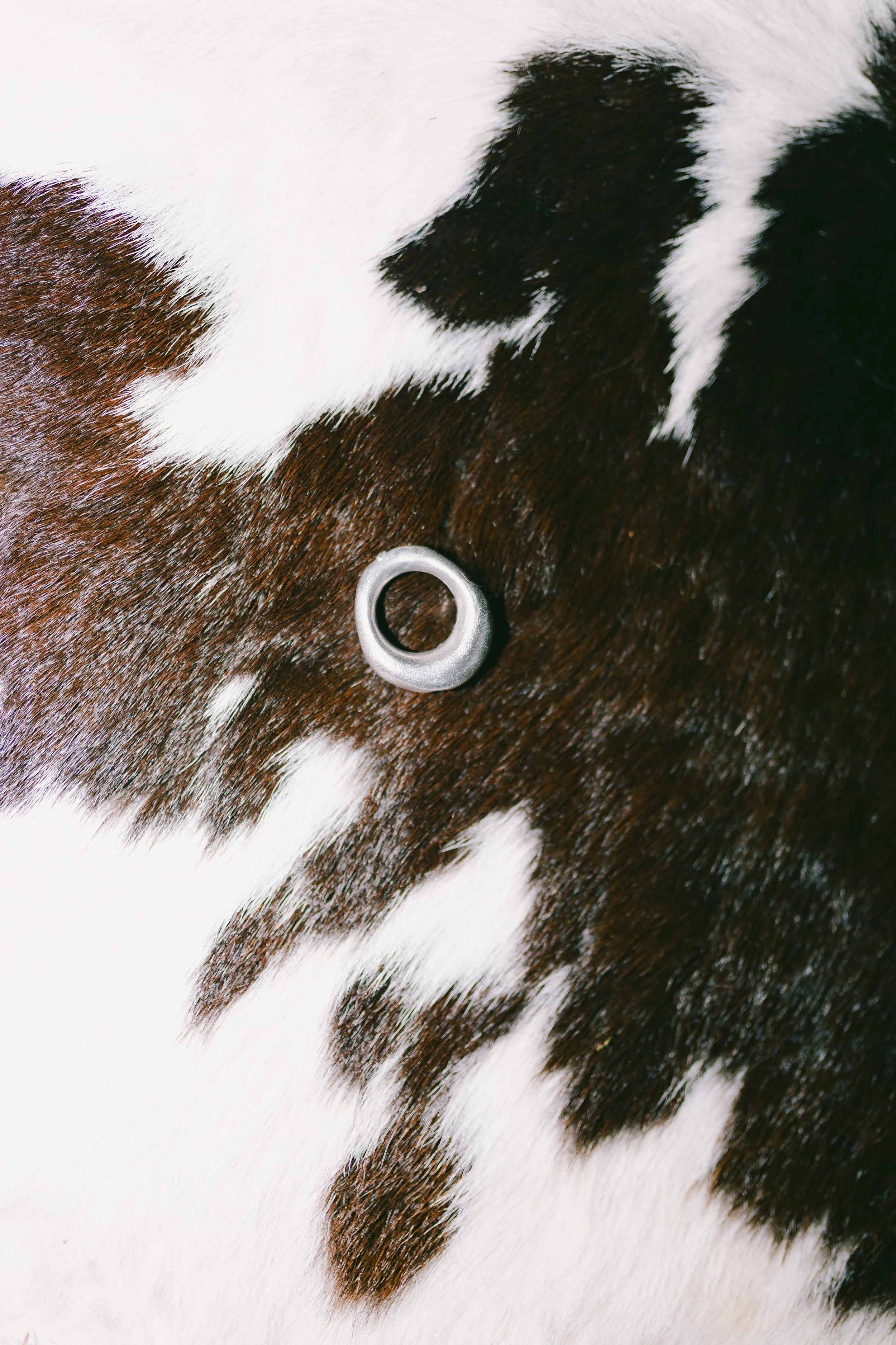 Nahaufnahme eines schwarzen und weißen Tieres mit einem metallischen Ring auf seinem Fell.