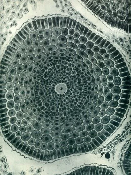 NAD+ and Female Fertility — What the Research Shows