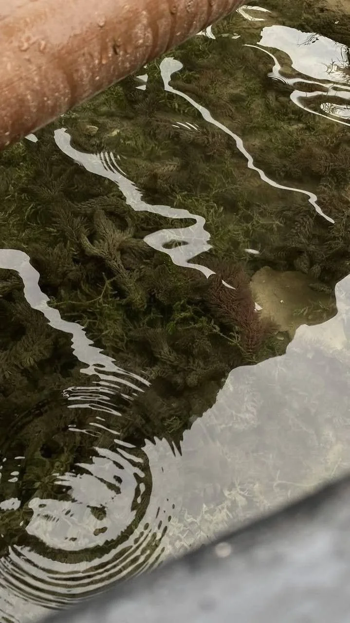 Cellular Nutrient Support