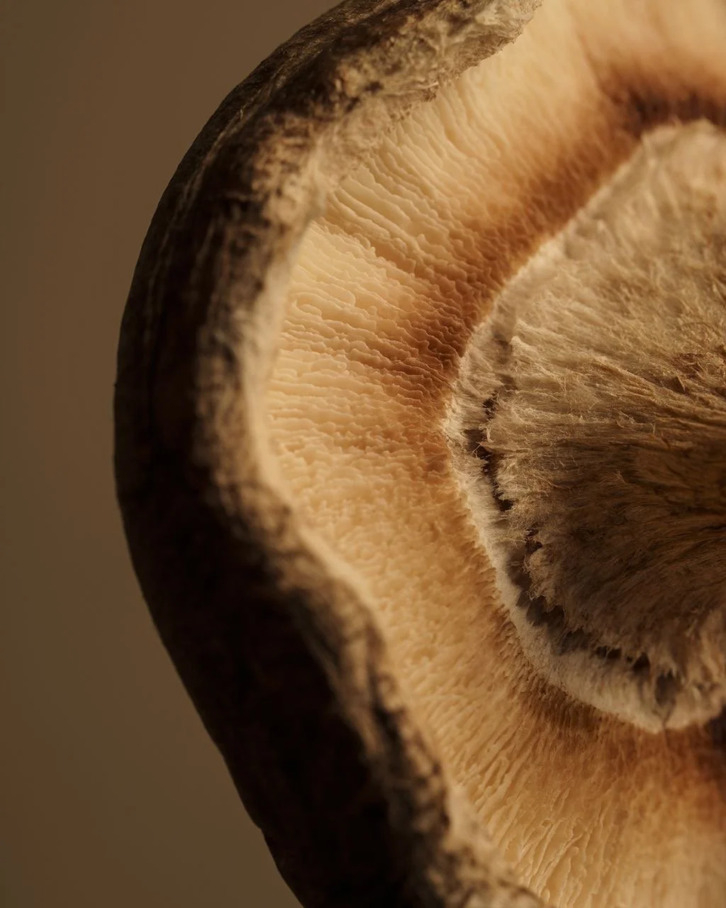 Gut & Digestive Insights