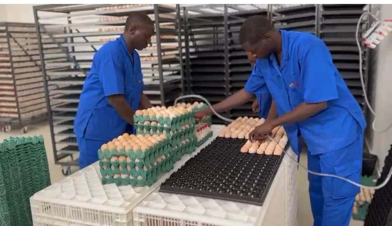 Mise en chariot des oeufs à couver par les agents du couvoir