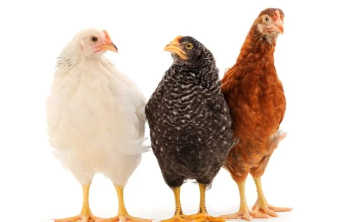 Poulet de chair, gris barré, roux, cou-nu, roux, fermier