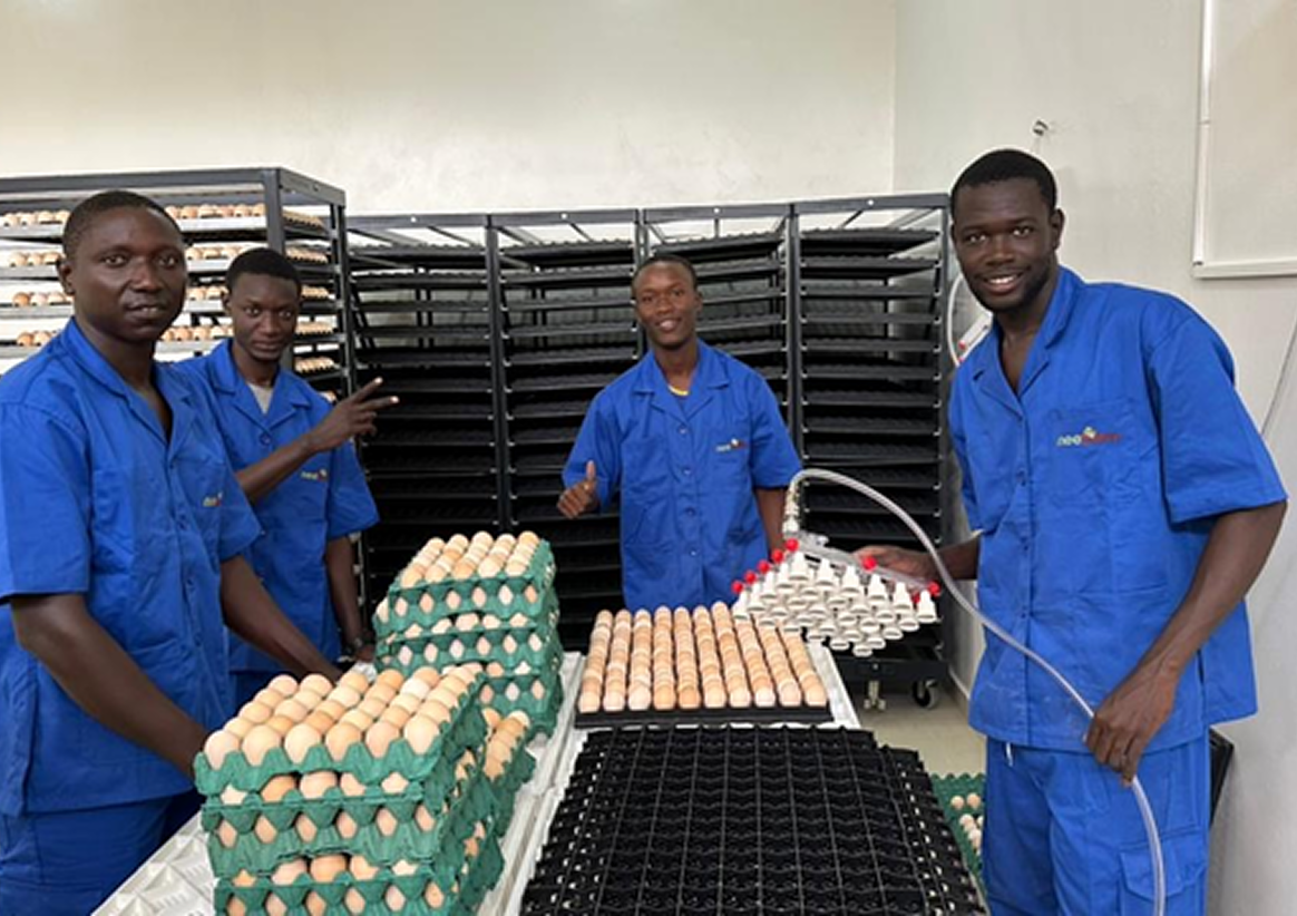 L'arrivée des oeufs à couver au couvoir. Les agents du couvoir réceptionnent les oeufs à couver puis les sortent des alvéoles pour les mettre en chariot avant l'incubation.