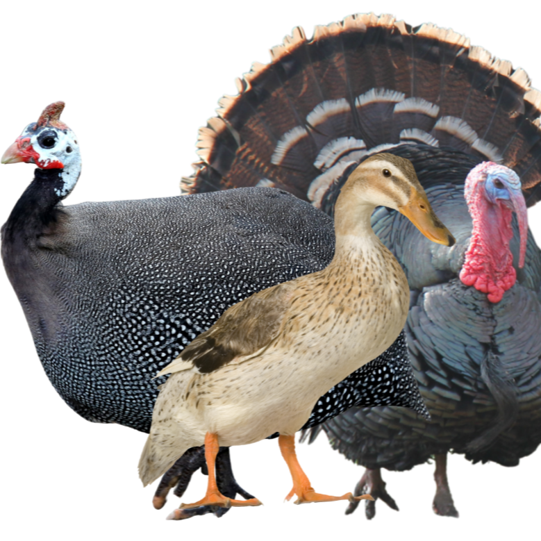 Poussins dinde, poussin pintade, poussin canard