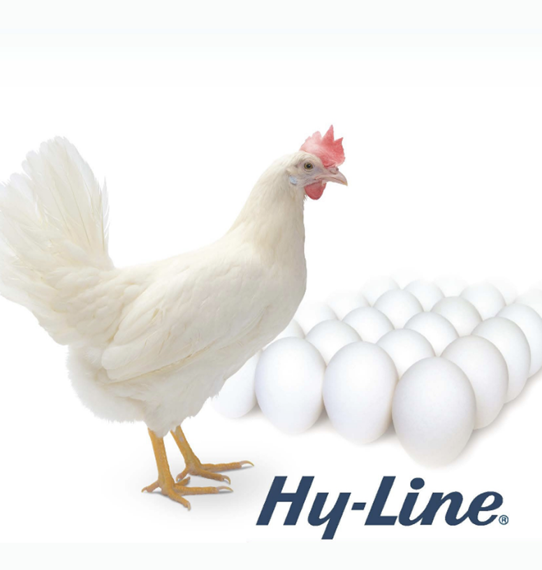 Une poule pondeuse ou ponte  blanche avec des oeufs blancs issus de la race Hyline