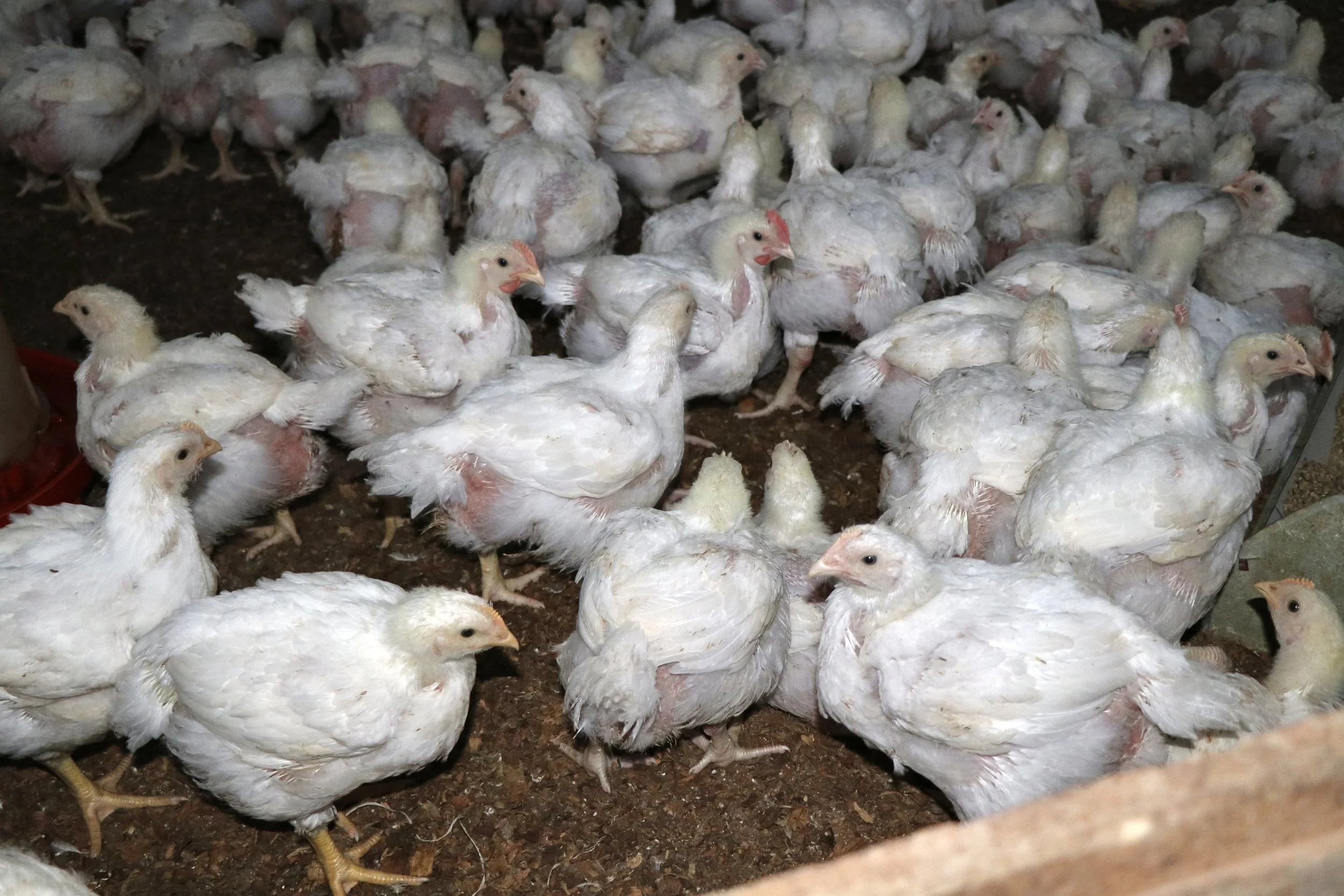 Poulets de chair dans une ferme d'élevage