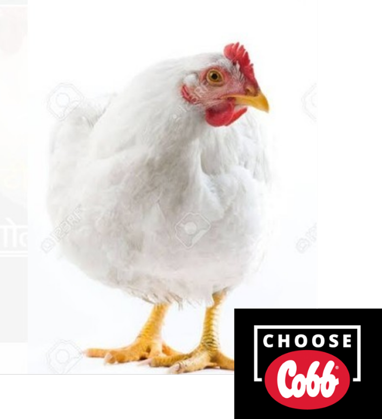 Poulet de chair après 45 jours d'élevage. Le poulet est issu de la race Cobb500 de Cobbvantress et est de couleur blanche et des pattes jaunes