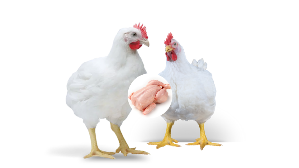 Poulet de chair , poulet entier, poussin chair, Cobb 500 Ross 308