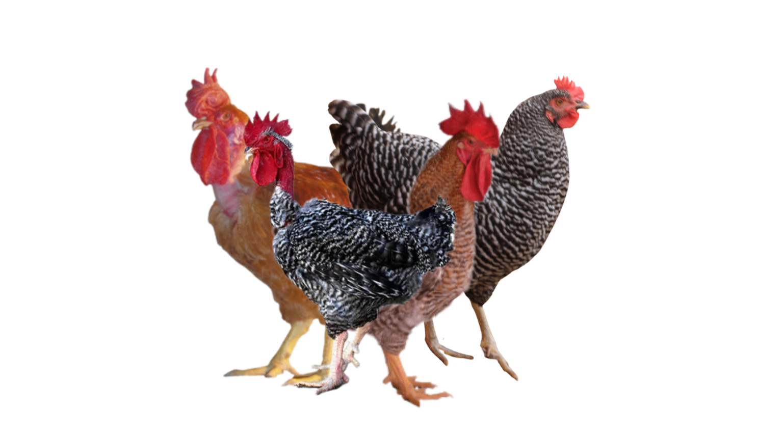 Poulet cou nu, poulet roux , poulet gris barré, poulet colorés, poussin cou nu, poussin gris barré, poussin colorés, poussin fermier