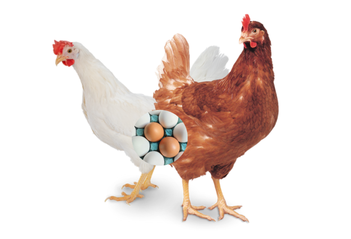 Pondeuses, pontes, oeufs de table