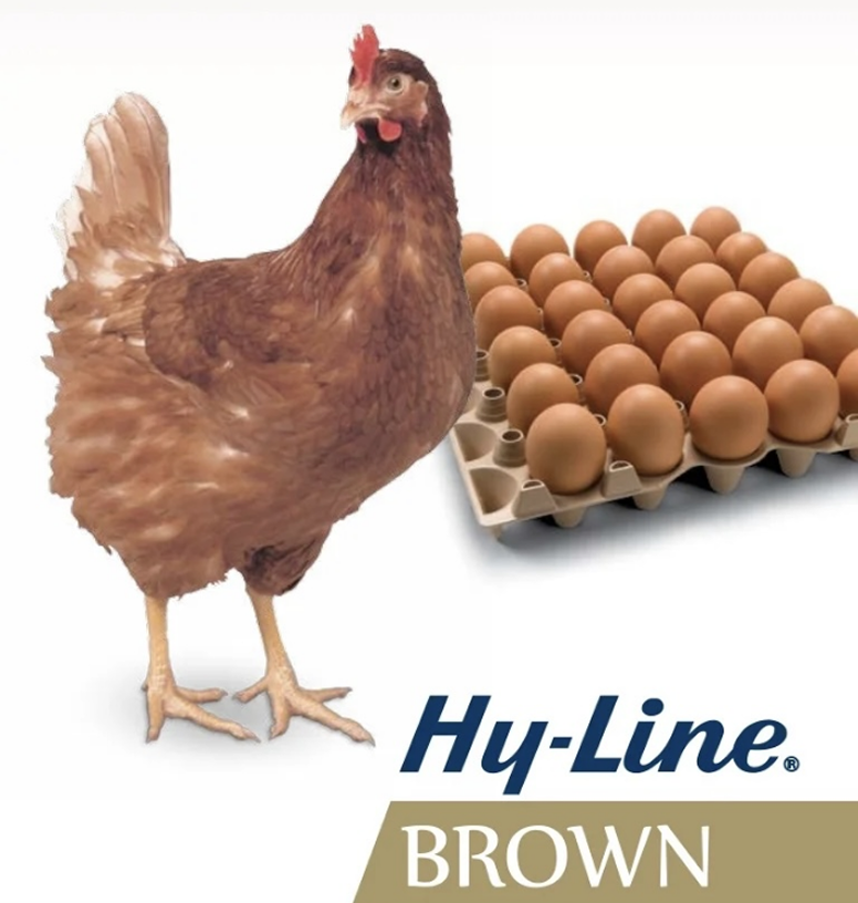 Une poule pondeuse ou ponte rouge avec des oeufs rouge issu de la marque Hyline