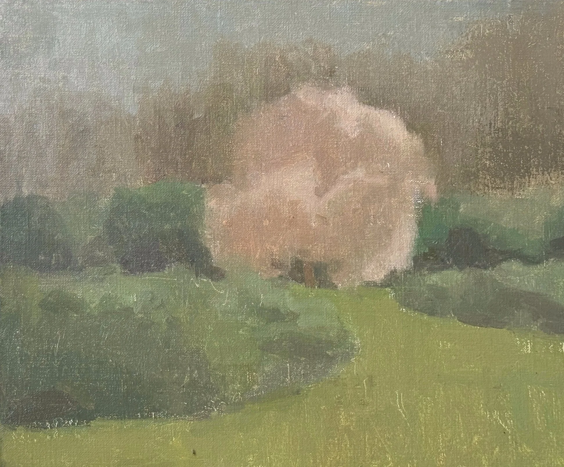  Blossom in Hampstead Heath  
£350 
8 x 10 in | Oil on Linen | 2026