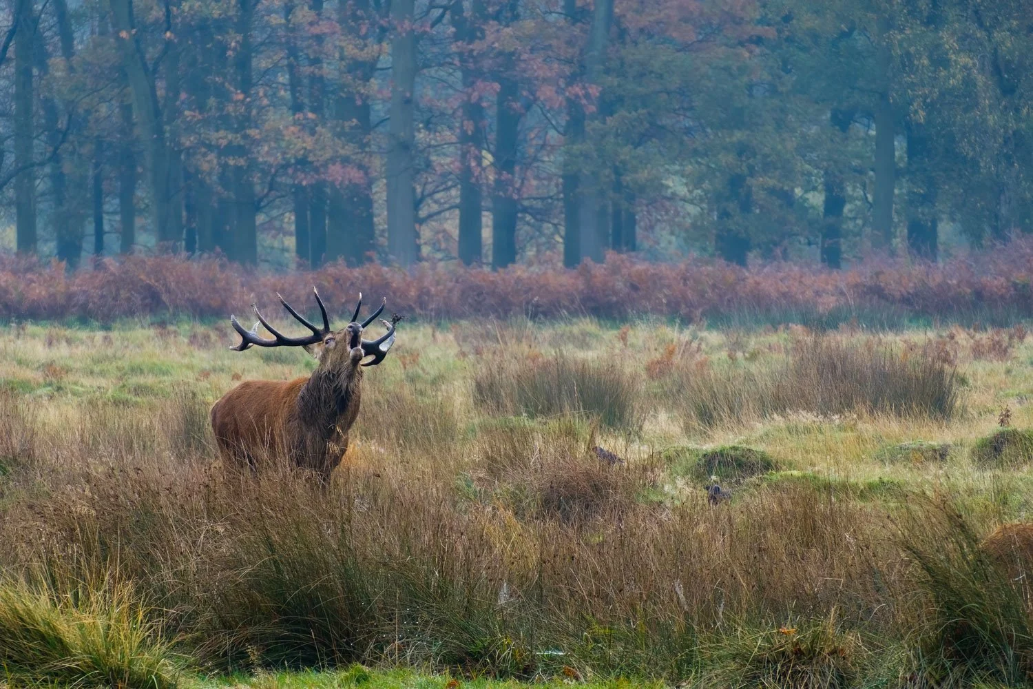 Red deer photographed by Wendy Akers in Richmond Park during the rutting season
