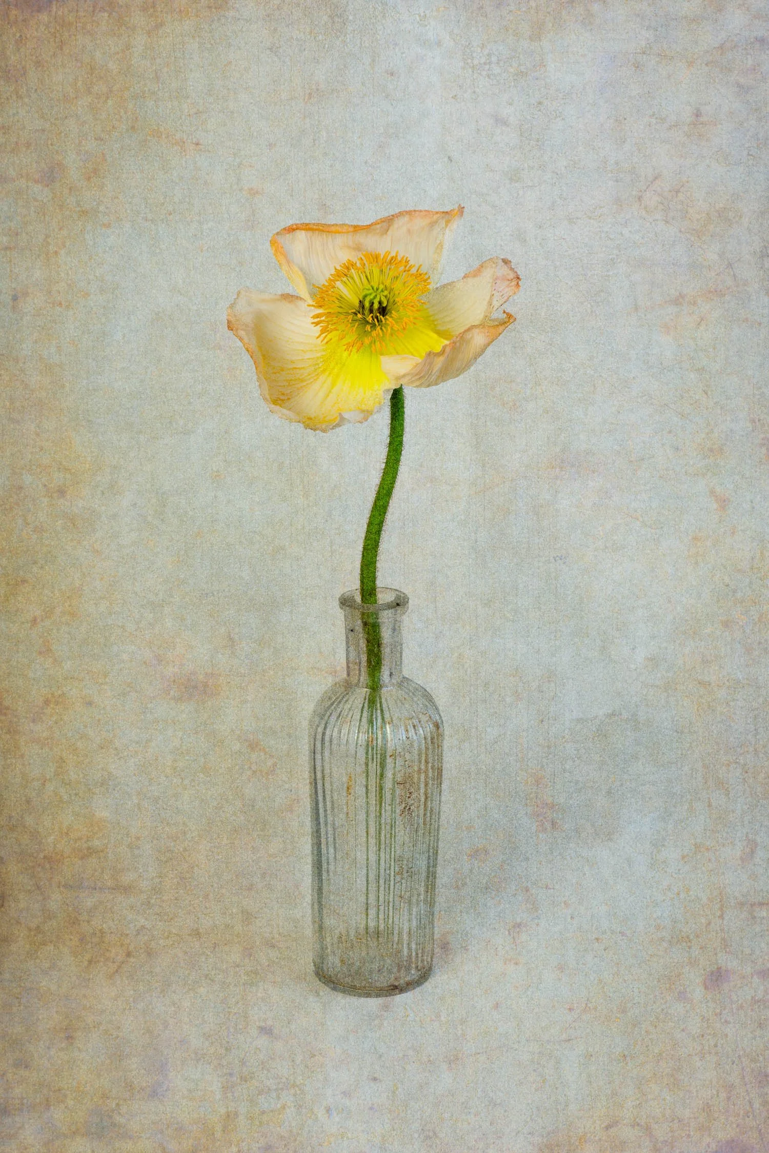 Still Life of Poppy in bottle