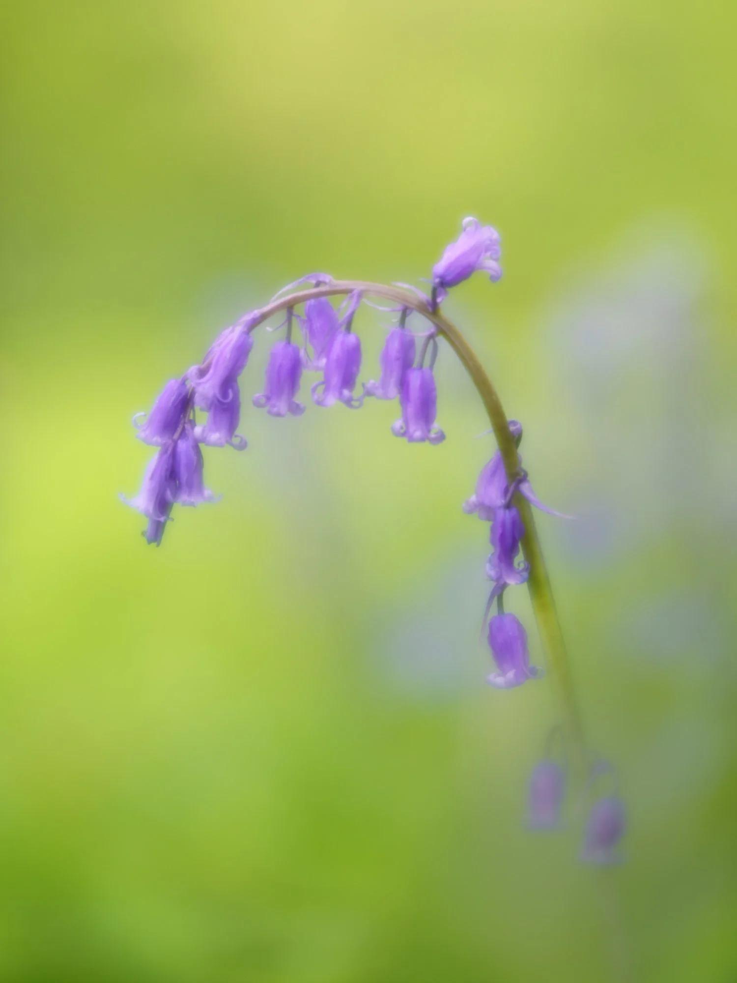 Bluebell, photographed by Wendy Akers with a Lensbaby Velvet 56