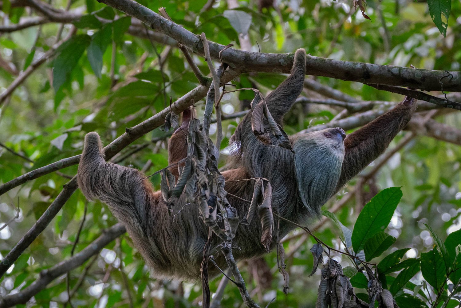 Two-toed sloth, Costa Rica