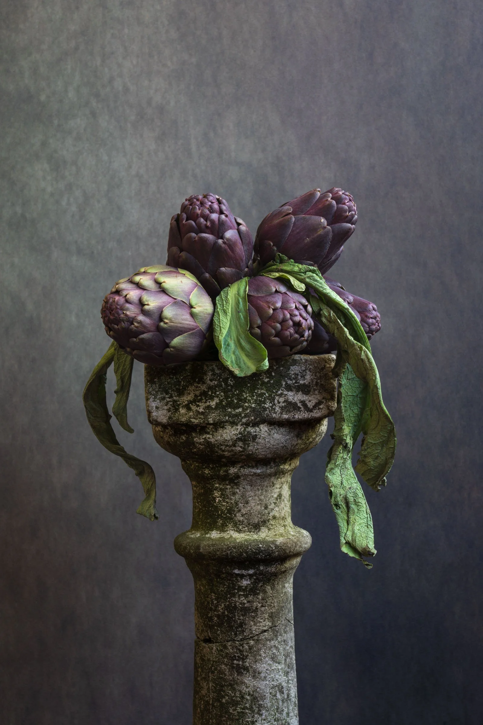 artichoke Violet de Provence on a pedestal, photographed by Wendy Akers