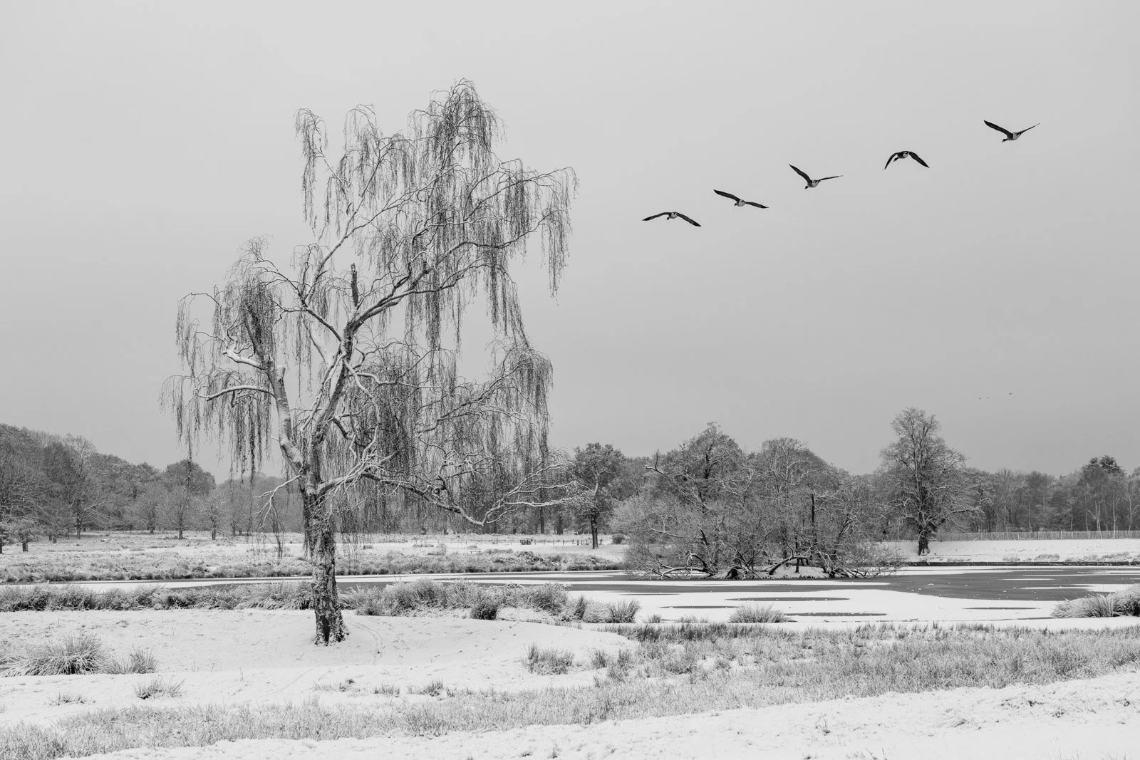 Pen Ponds, Richmond Park 