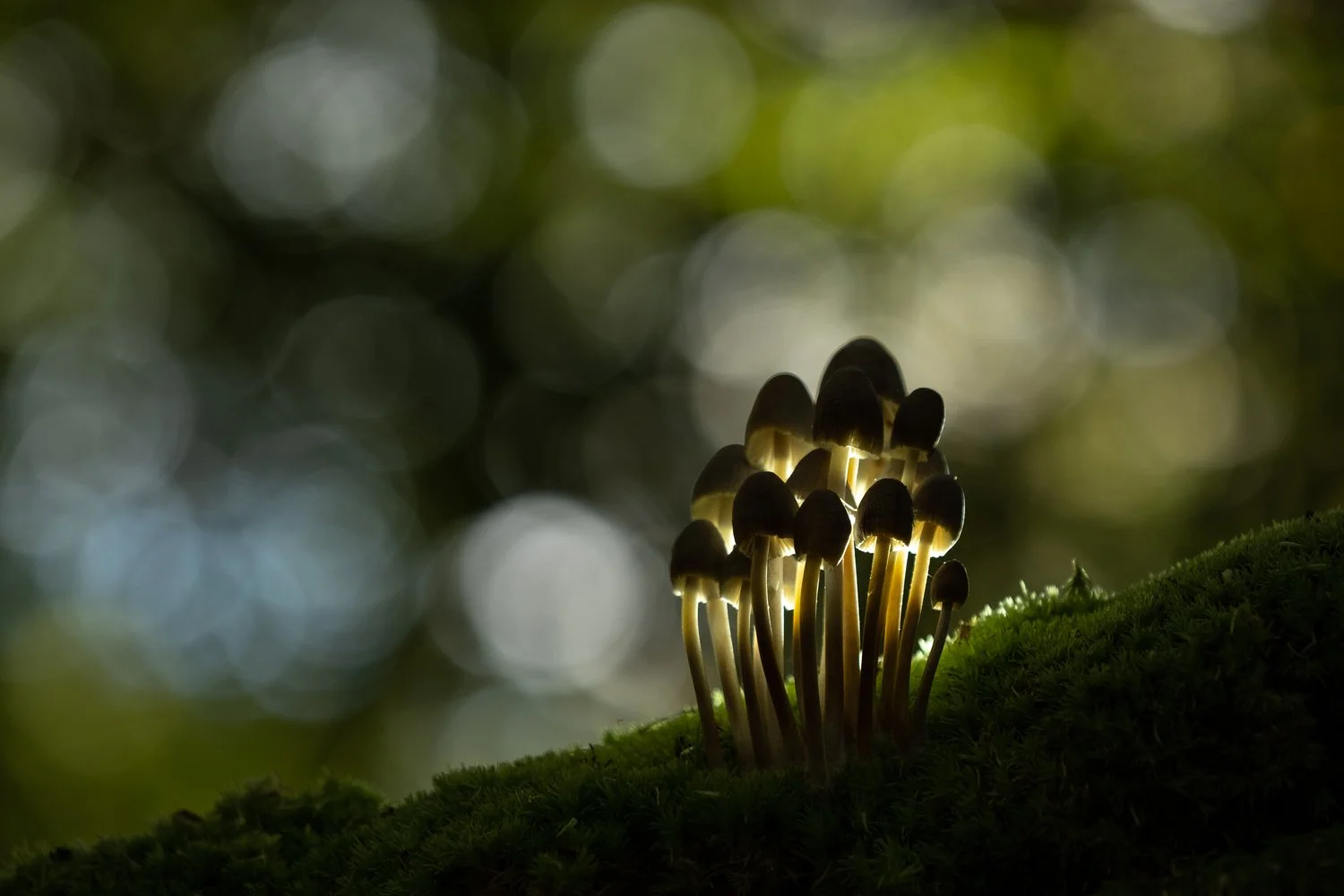 Fungi, photographed by Wendy Akers in the New Forest