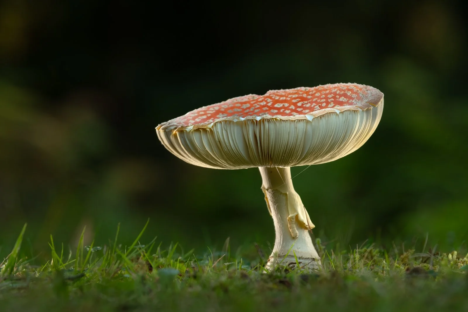 Amanita Muscaria, commonly known as Fly Agaric, photographed by Wendy Akers in the New Forest