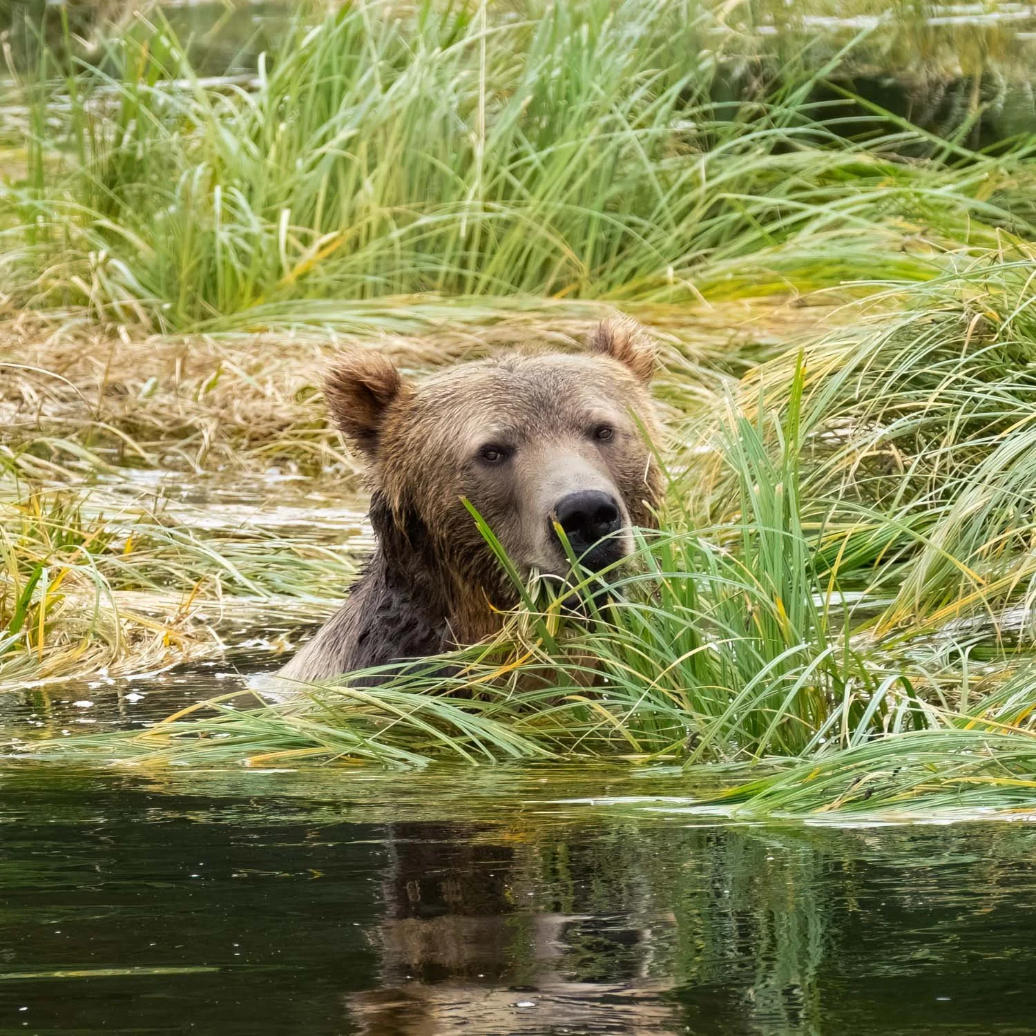 Grizzly bear, photographed off Vancouver Island by Wendy Akers