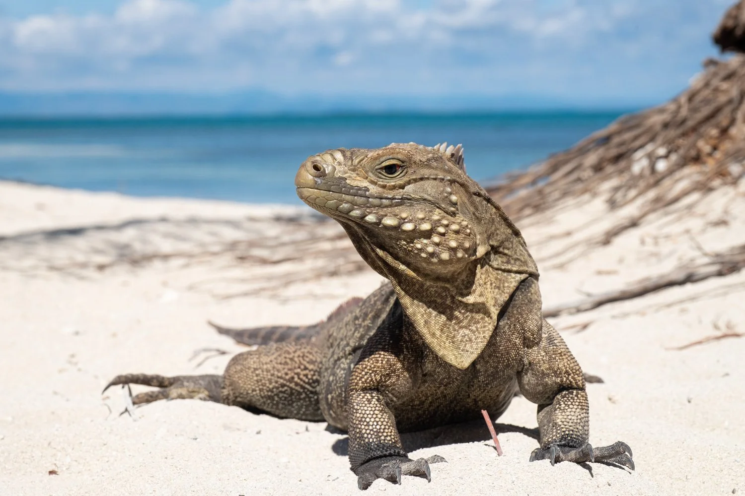 Iguana, photographed by Wendy Akers at Cayo Macho, Cuba 